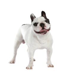 Photo of French bulldog on white background. Adorable pet