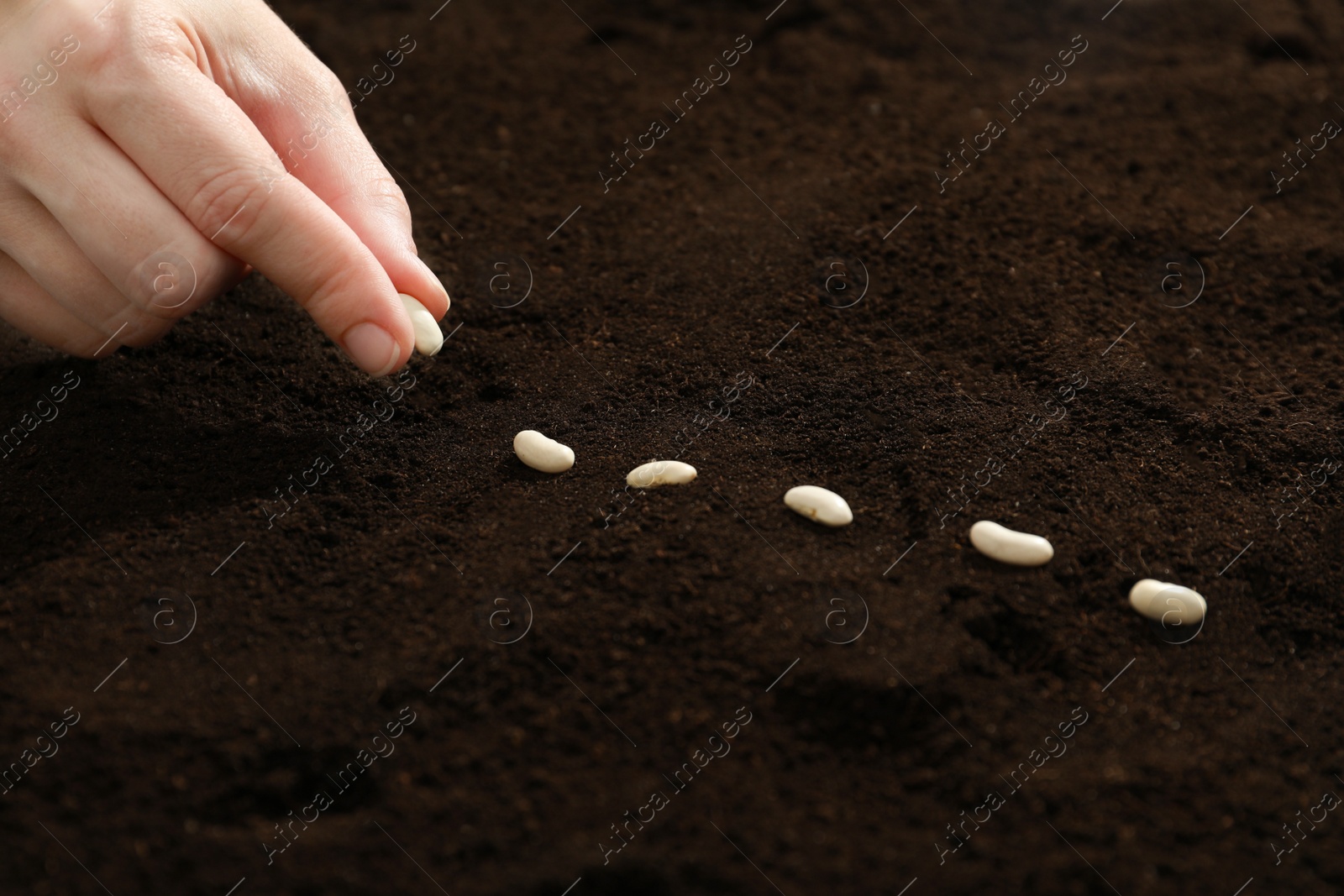 Photo of Woman planting beans into fertile soil, closeup. Vegetable seeds