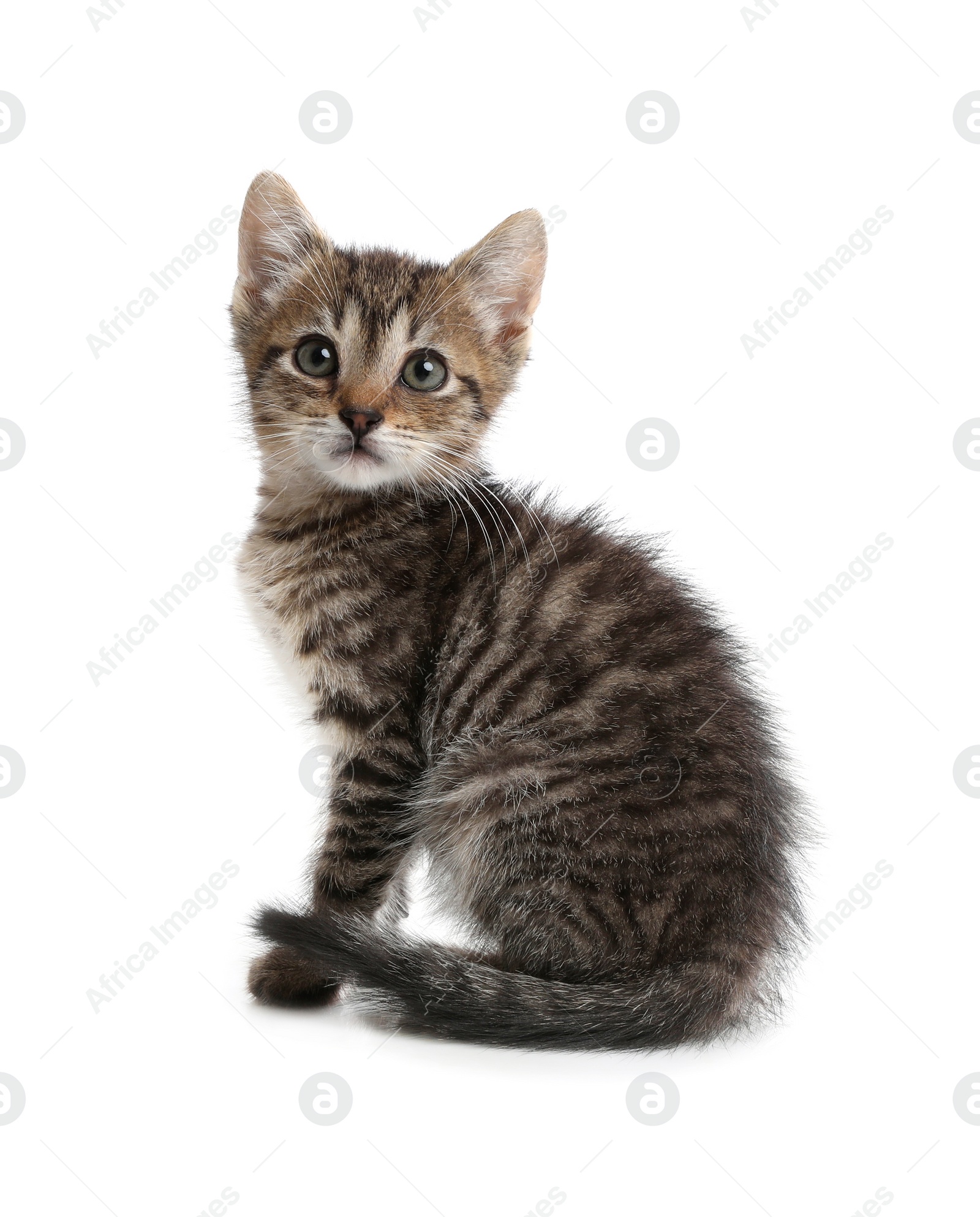 Photo of Cute little kitten sitting on white background