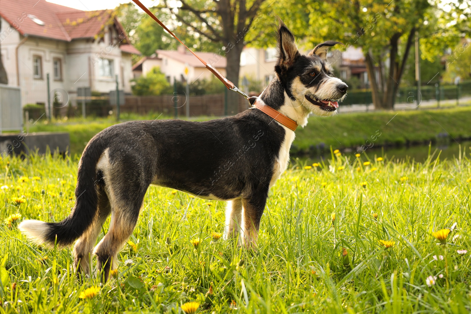 Photo of Cute dog with leash on green grass in park