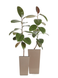Photo of Pots with Ficus elastica plants isolated on white. Home decor