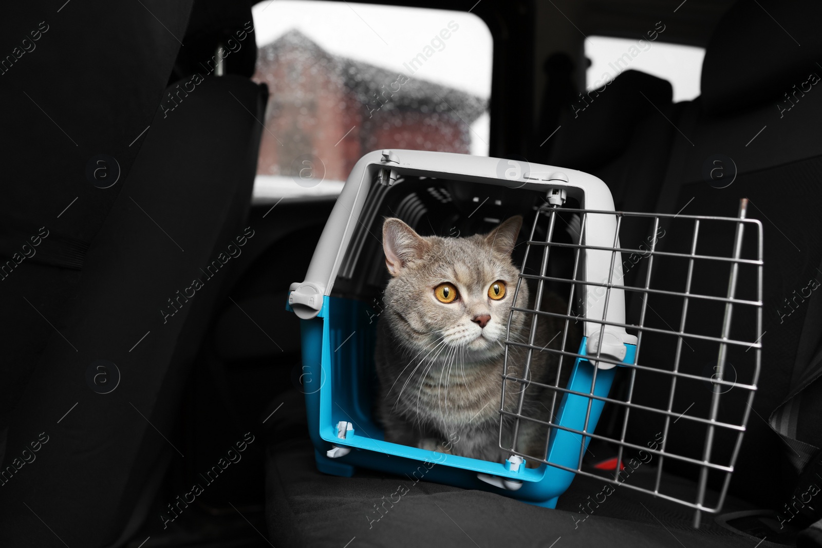 Photo of Travel with pet. Cute cat in carrier inside car