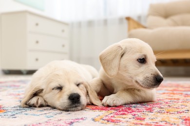 Photo of Cute little puppies lying on carpet indoors