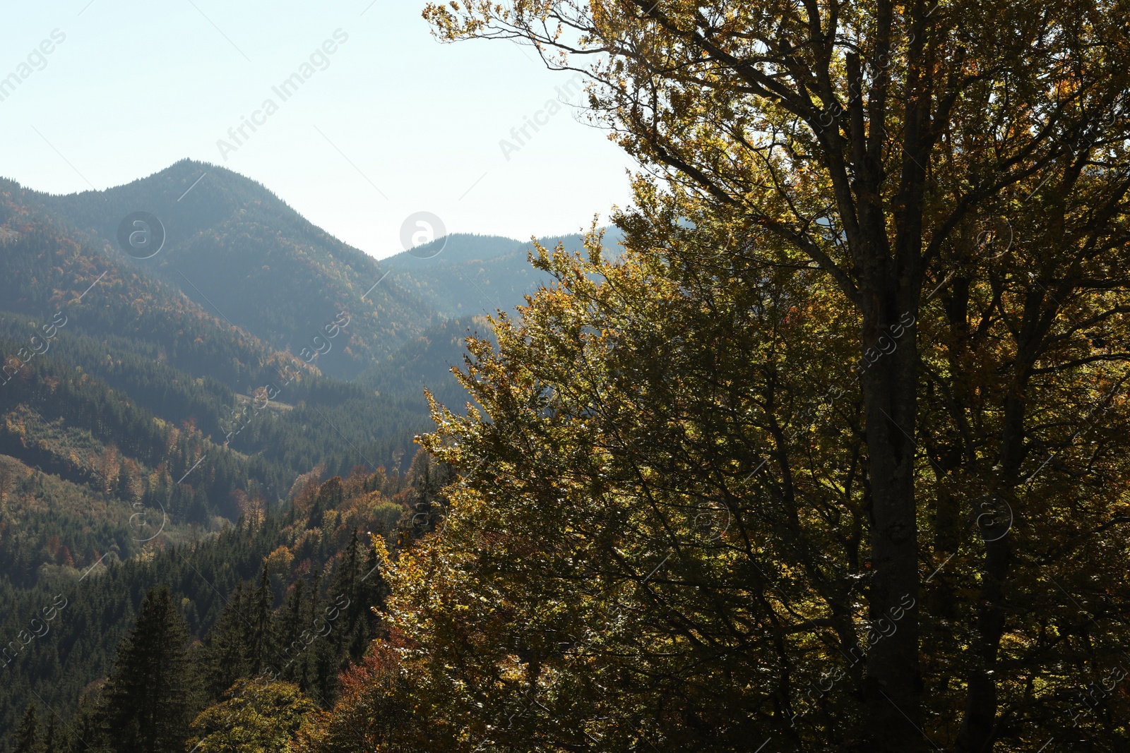 Photo of Picturesque view of beautiful mountain forest on sunny day in autumn