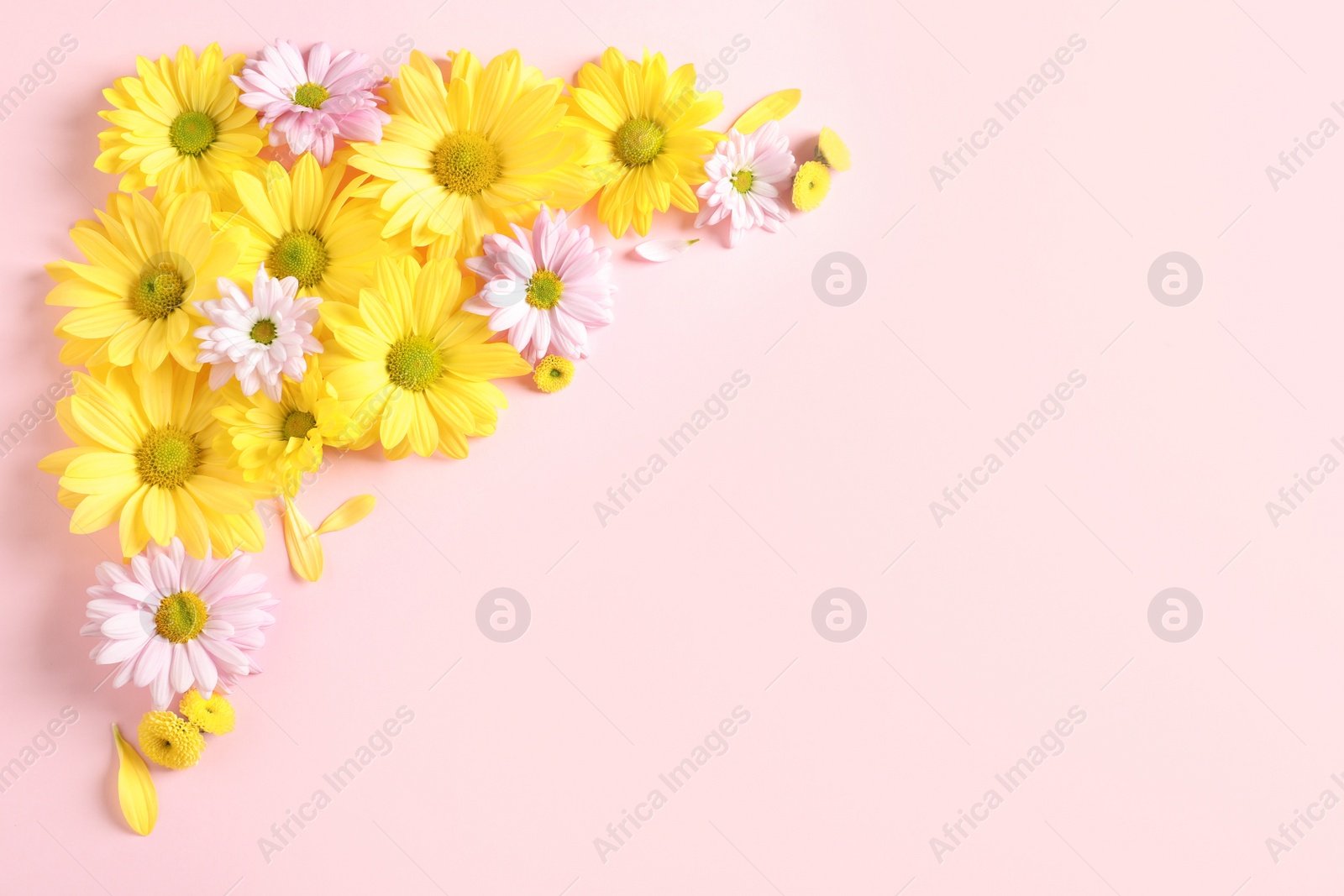 Photo of Beautiful chamomile flowers on color background, flat lay with space for text