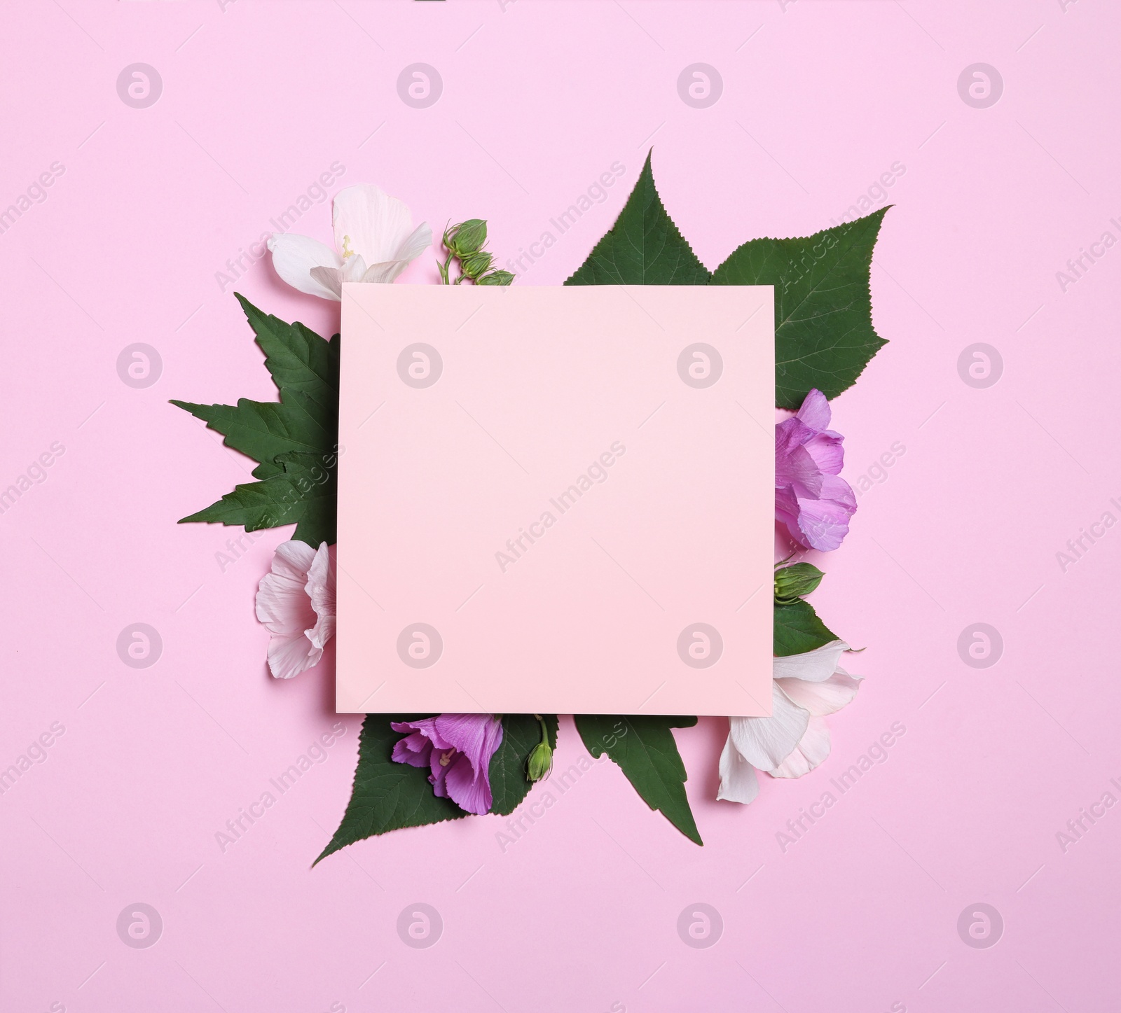 Photo of Flat lay composition with tropical Hibiscus flowers on pink background. Space for text