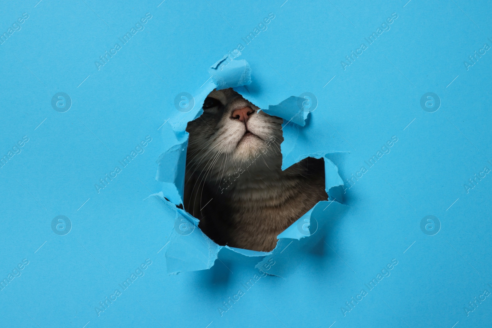 Photo of Cute cat looking through hole in light blue paper