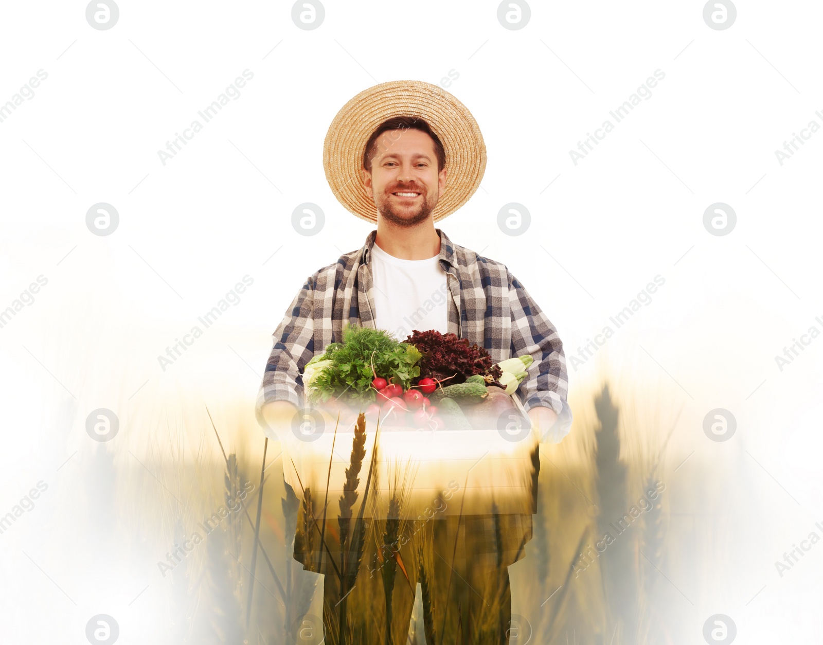 Image of Double exposure of farmer and wheat field on white background