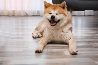 Photo of Cute Akita Inu dog on floor in living room