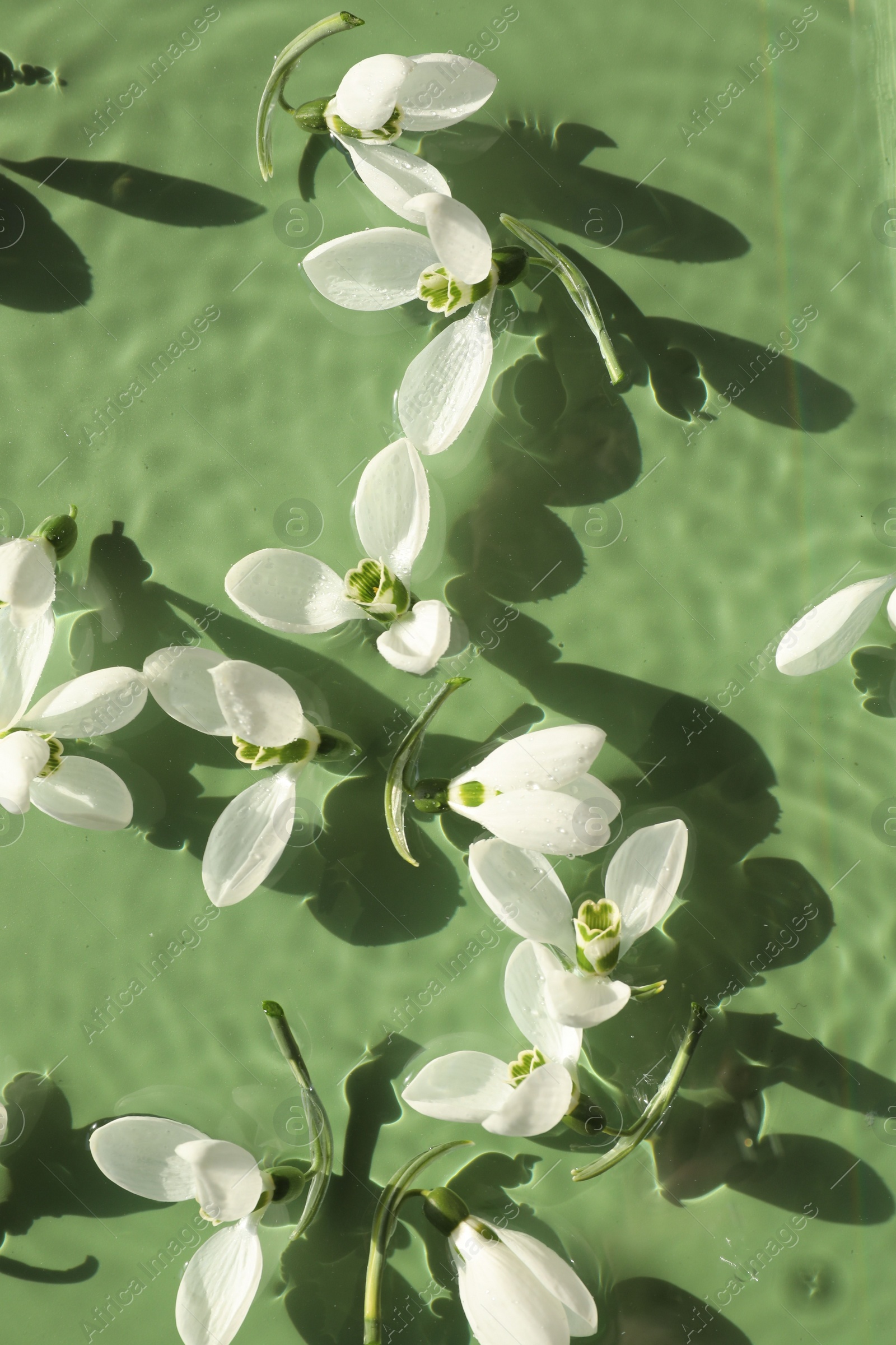 Photo of Beautiful flowers in water on green background, top view