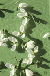 Photo of Beautiful flowers in water on green background, top view