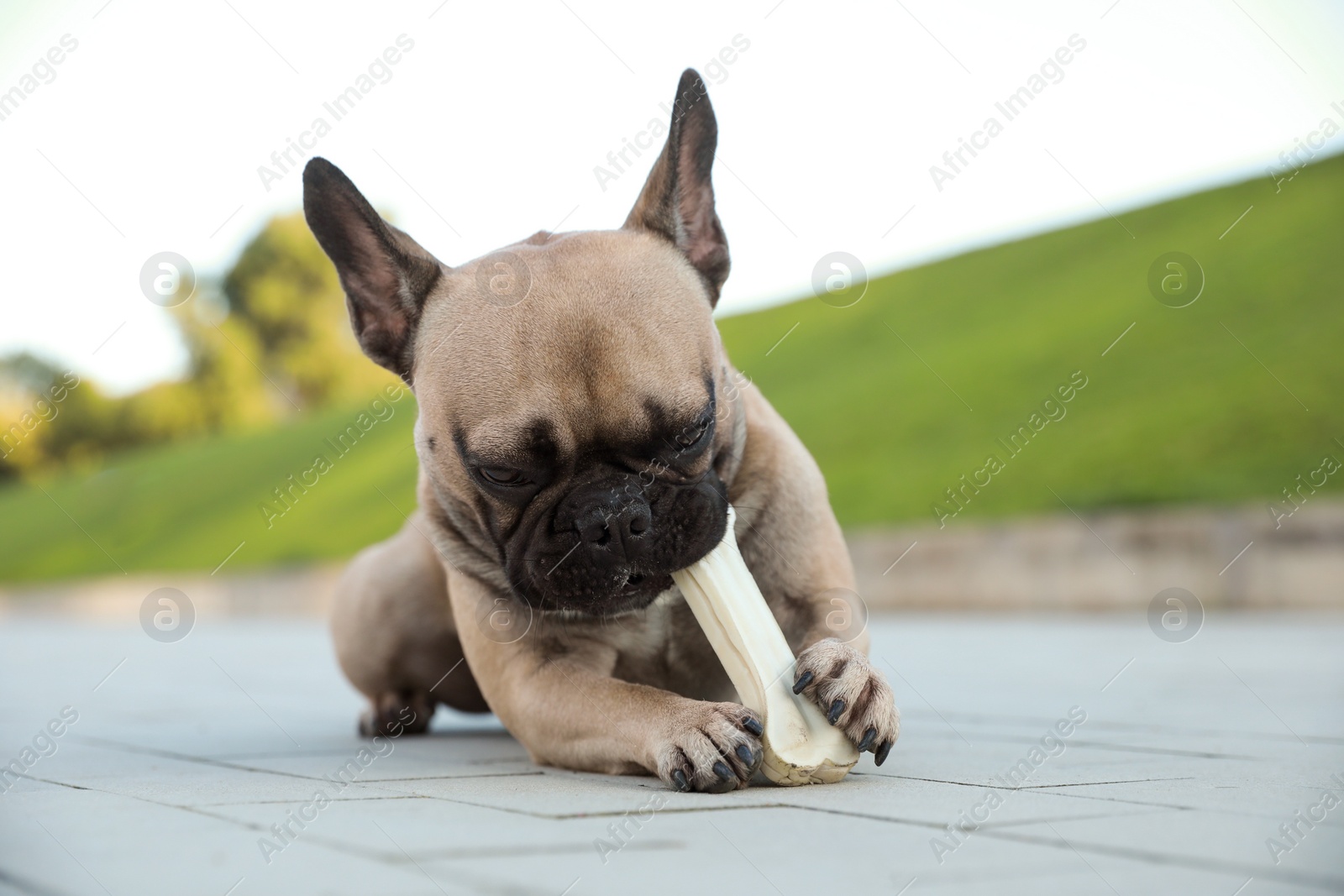 Photo of Cute French bulldog gnawing bone treat outdoors. Lovely pet