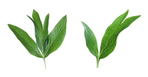 Image of Fresh green peony leaves on white background