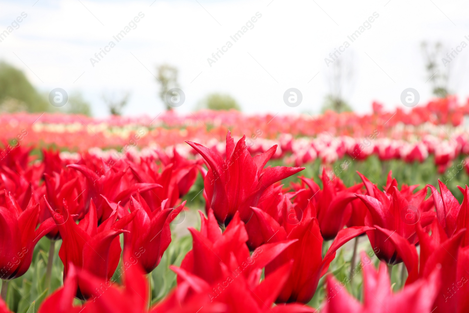 Photo of Beautiful red tulip flowers growing in field, selective focus