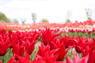 Photo of Beautiful red tulip flowers growing in field, selective focus
