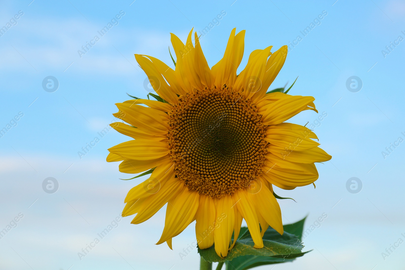 Photo of Beautiful blooming sunflower against sky on summer day