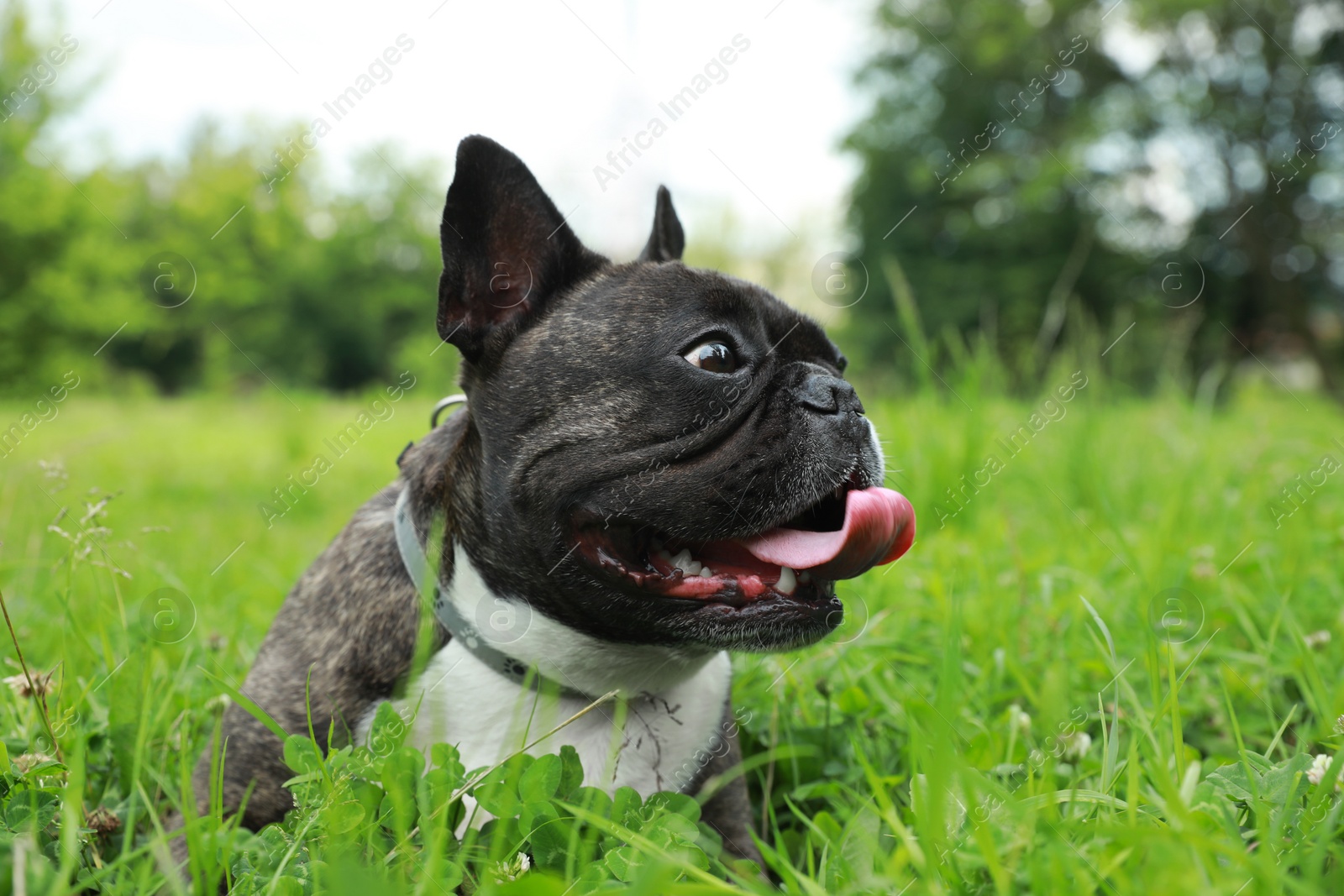 Photo of Funny walk. Cute French Bulldog lying on green grass. Space for text