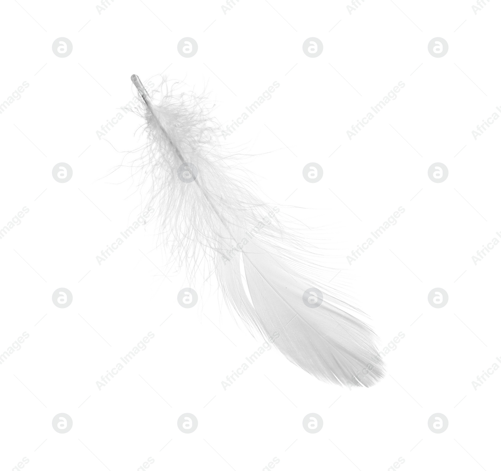 Photo of Beautiful fluffy bird feather isolated on white