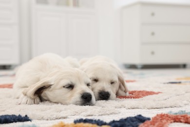 Cute little puppies lying on carpet indoors. Space for text