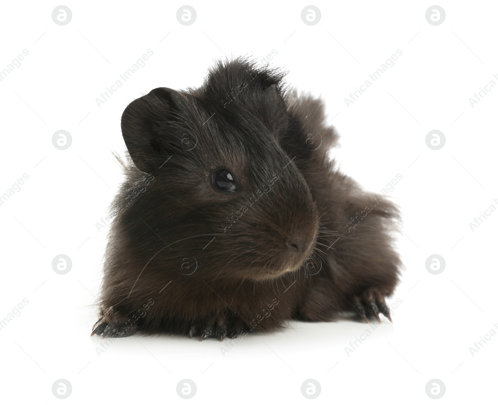 Photo of Cute funny guinea pig on white background