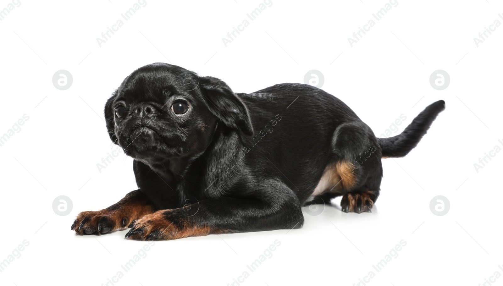 Photo of Adorable black Petit Brabancon dog lying on white background