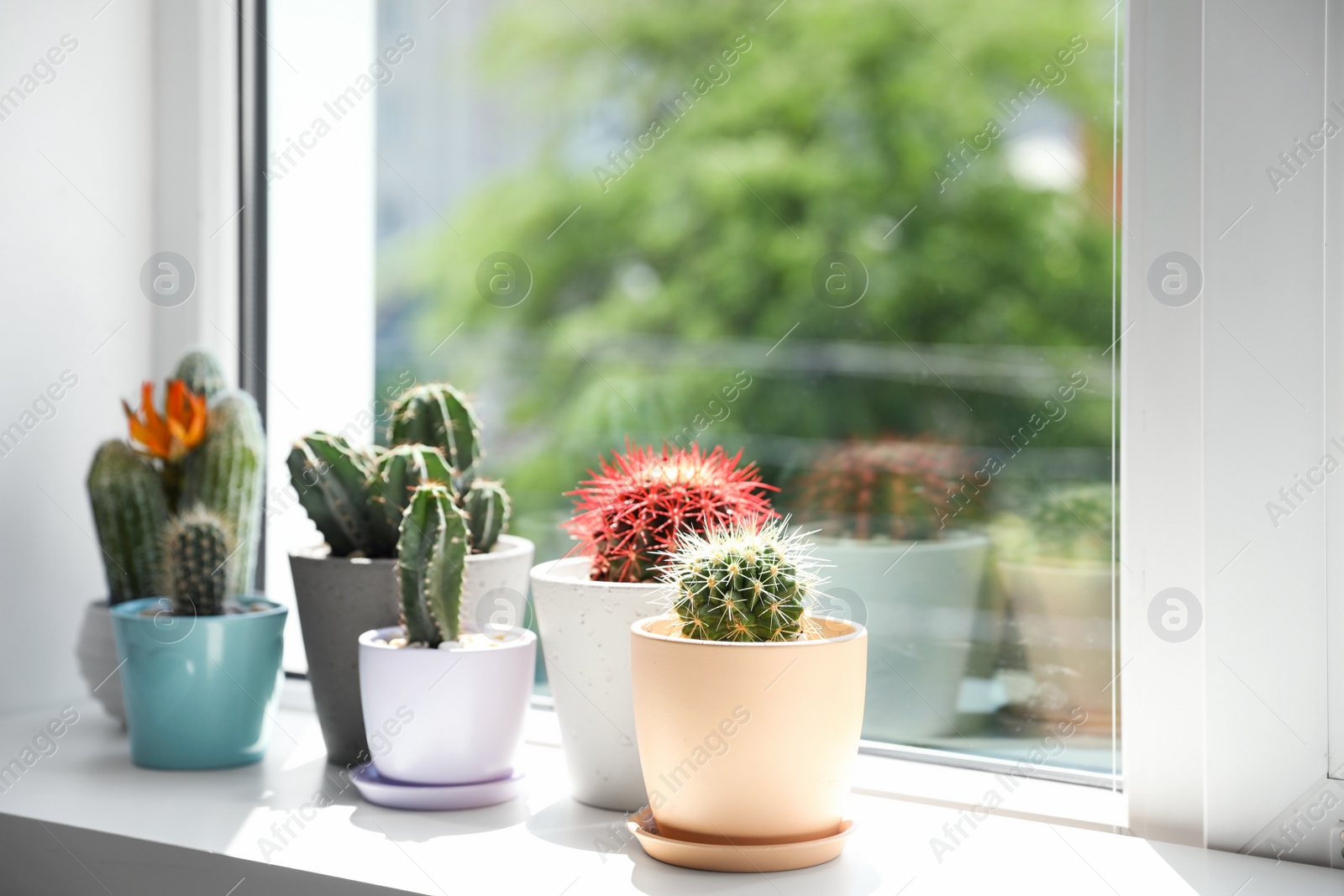 Photo of Beautiful different cacti in pots on windowsill