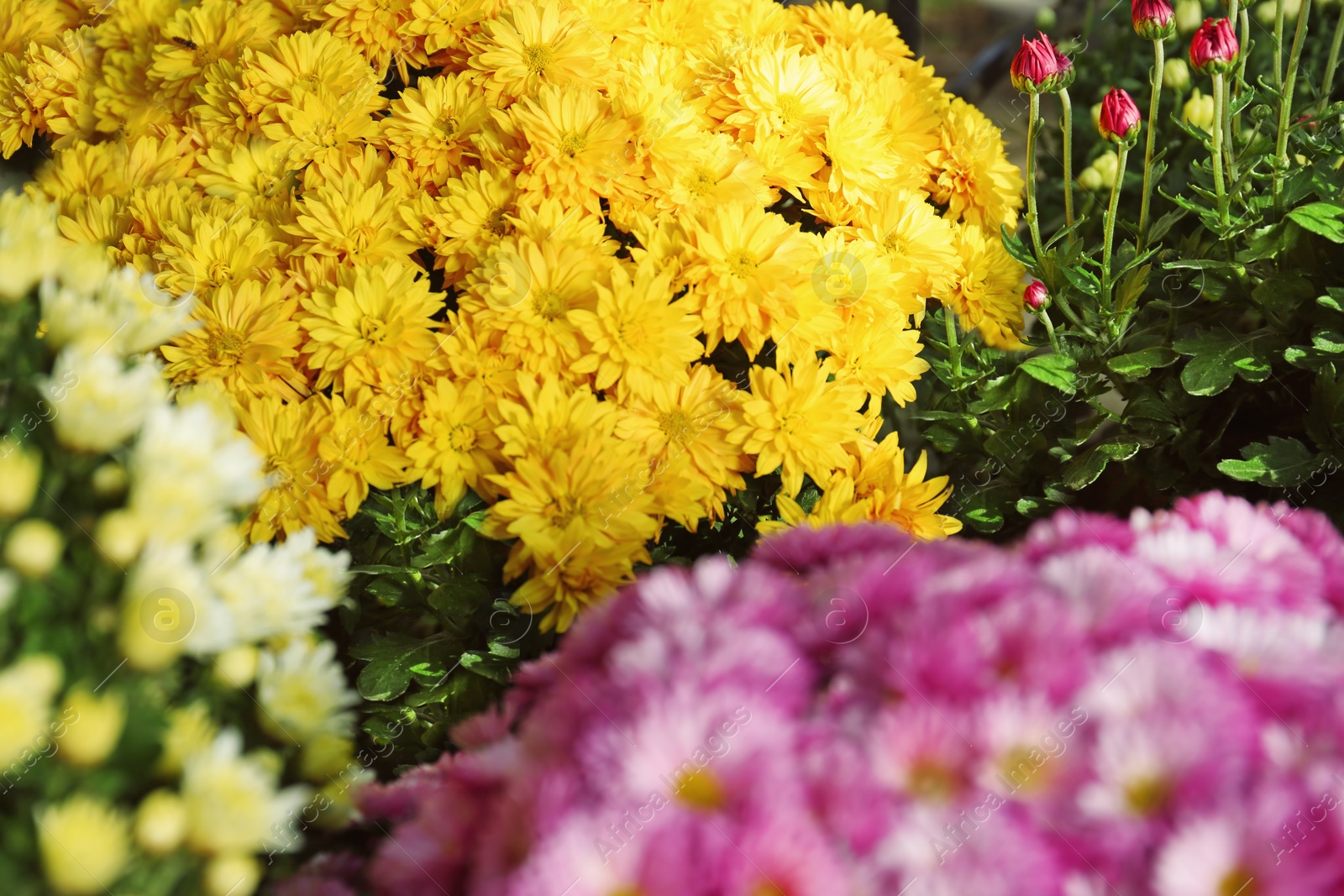 Photo of View of fresh beautiful colorful chrysanthemum flowers