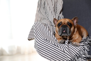 Photo of Funny French bulldog in armchair at home. Space for text