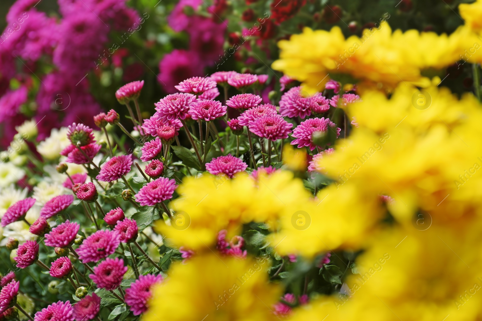 Photo of View of fresh beautiful colorful chrysanthemum flowers