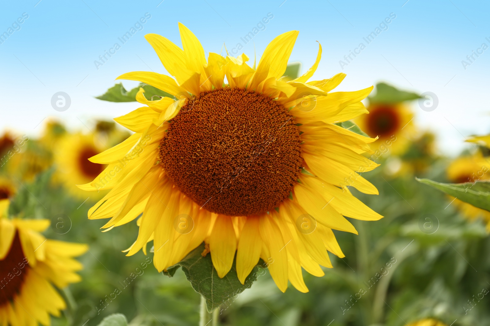 Photo of Field of yellow sunflowers on summer day, closeup