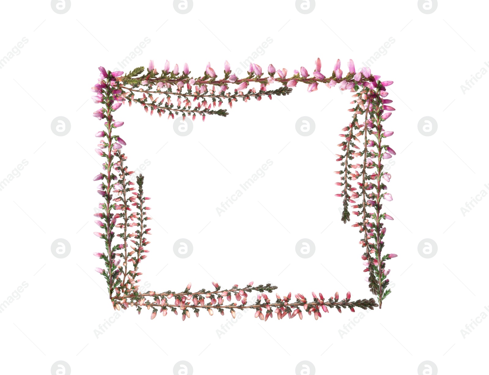 Image of Frame of heather branches with beautiful flowers on white background, top view. Space for text