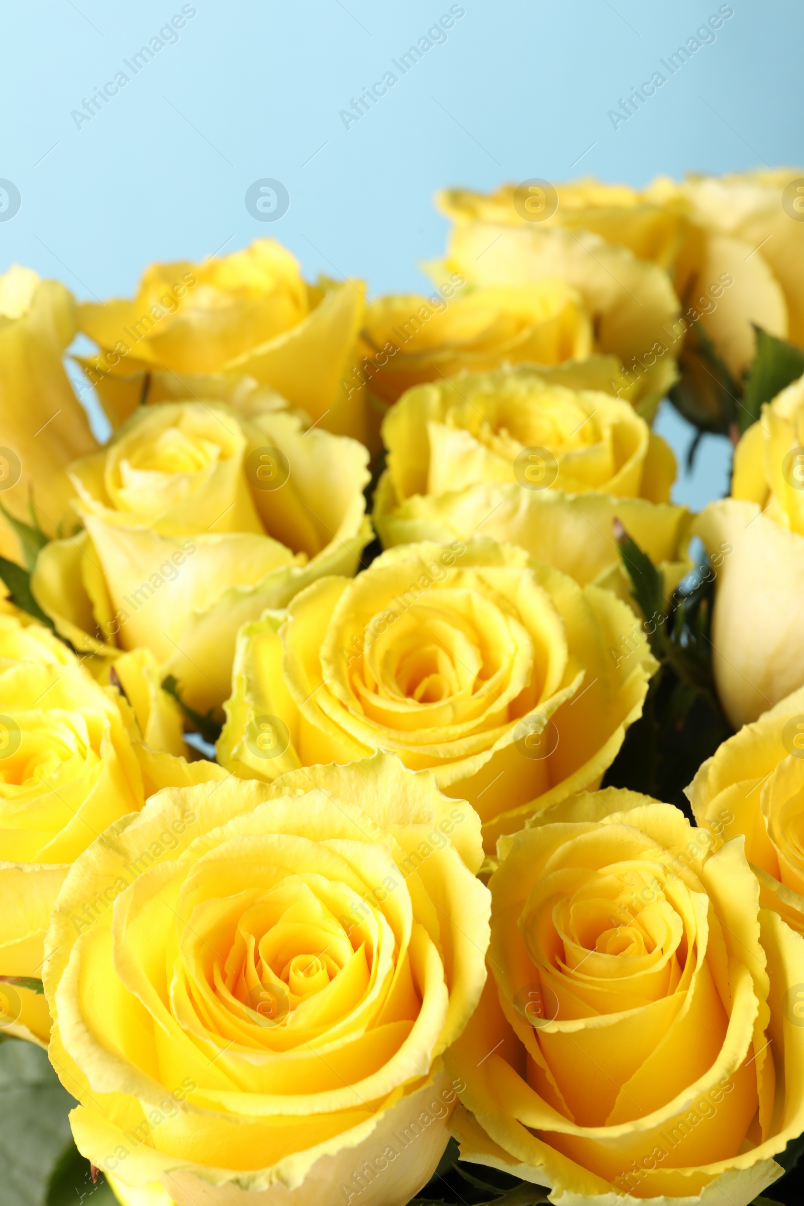 Photo of Beautiful bouquet of yellow roses on light blue background, closeup