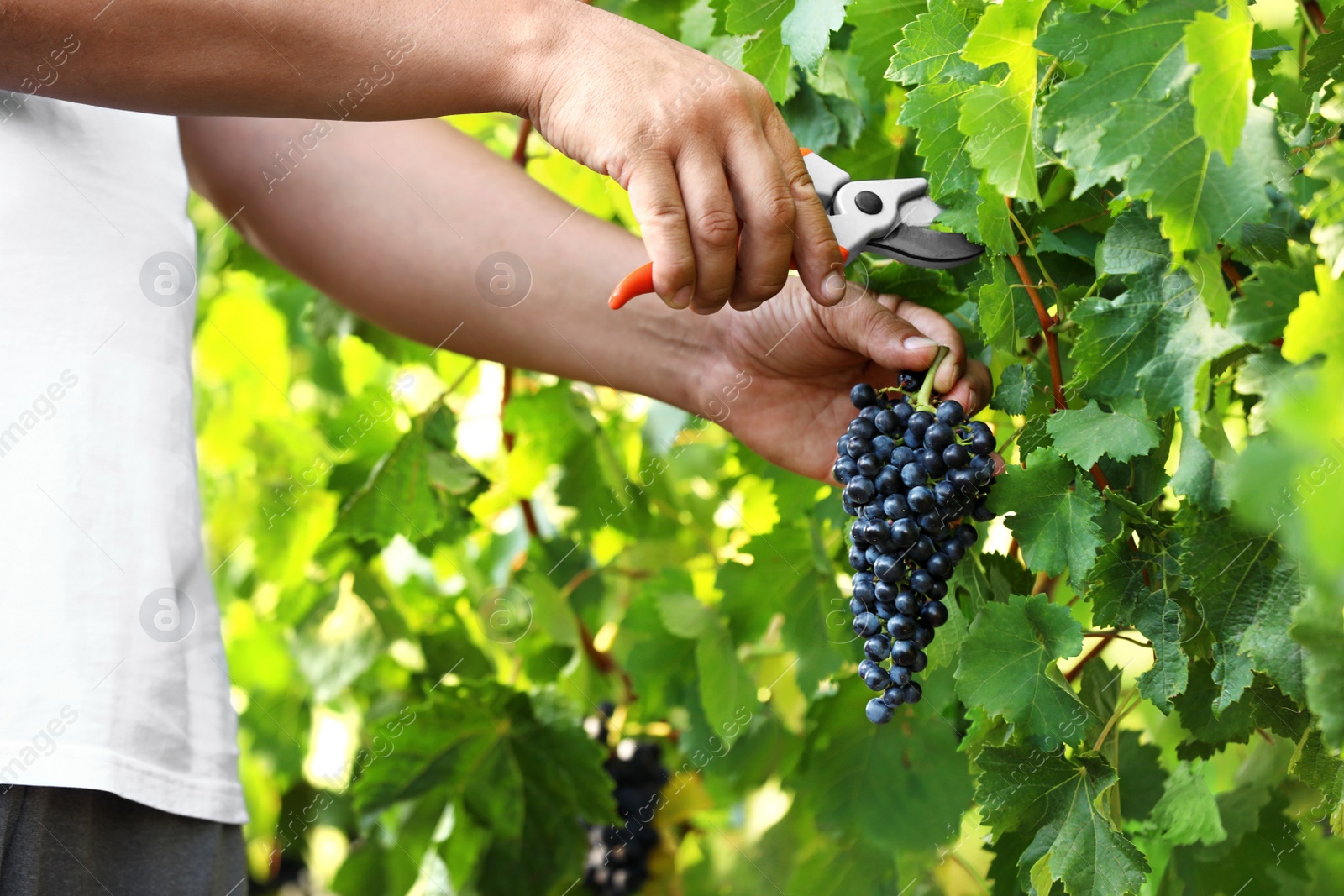 Photo of Man cutting bunch of fresh ripe juicy grapes with pruner outdoors, closeup