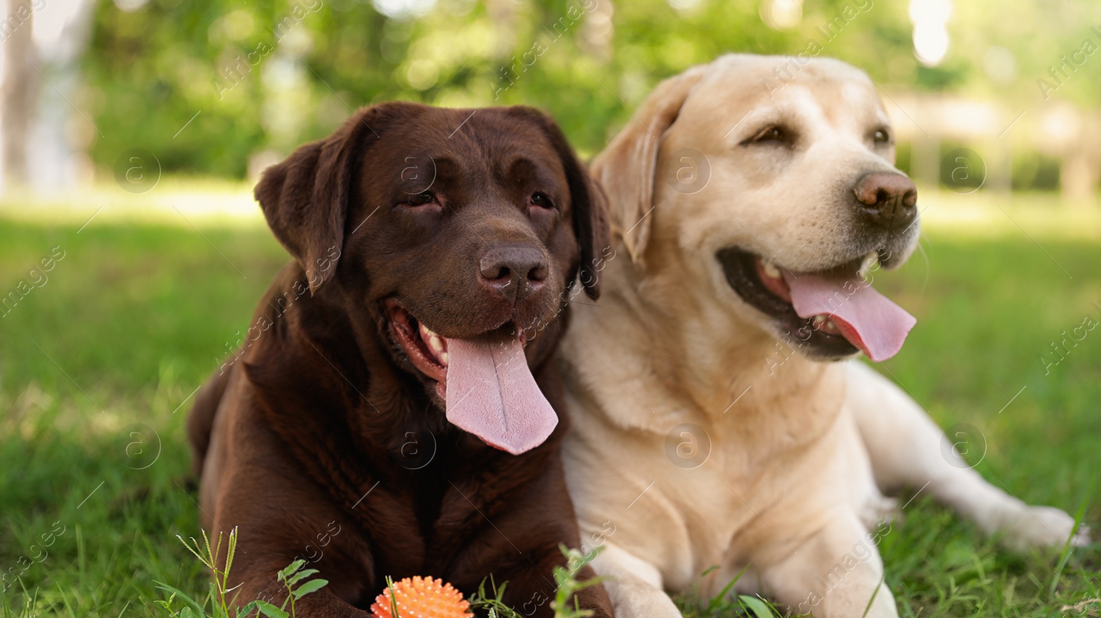 Photo of Cute Labrador Retriever dogs with toy ball on grass in summer park