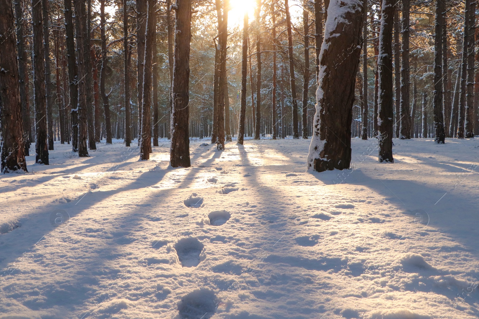 Photo of Footprints in snowy winter forest at sunrise