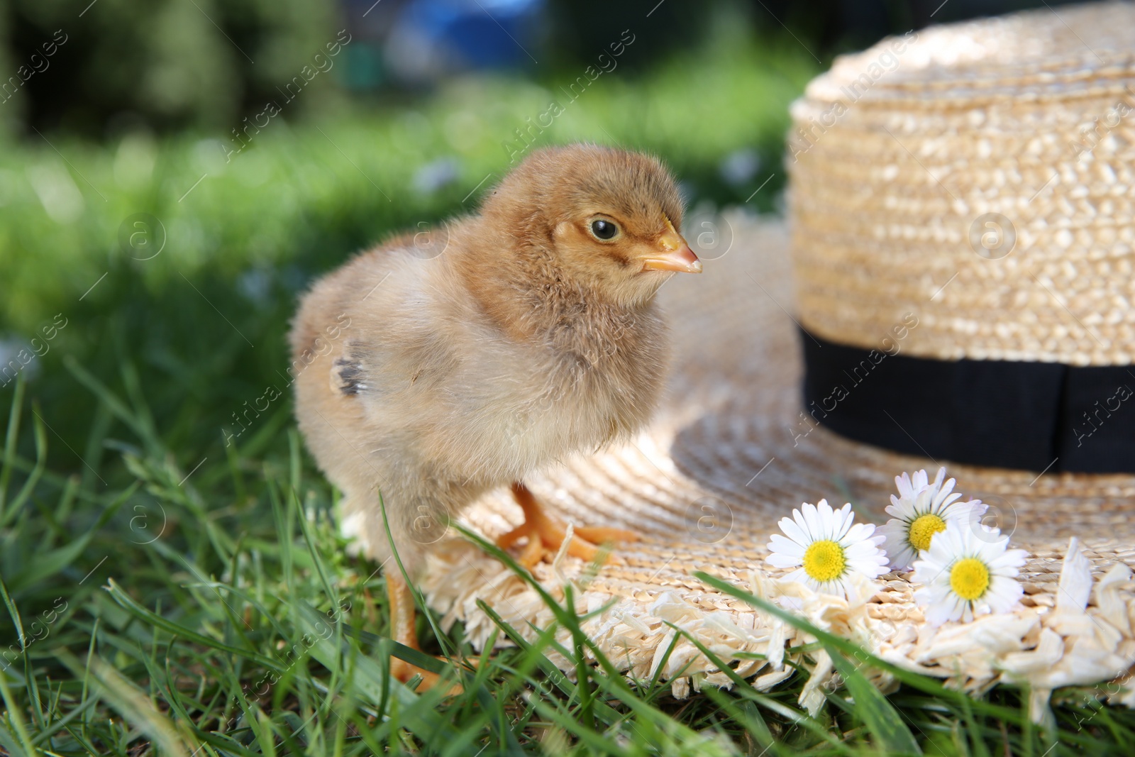 Photo of Cute chick with chamomile flowers and straw hat on green grass outdoors. Baby animal