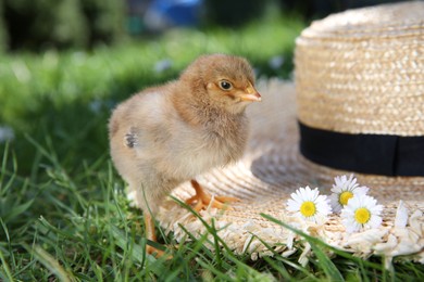 Cute chick with chamomile flowers and straw hat on green grass outdoors. Baby animal