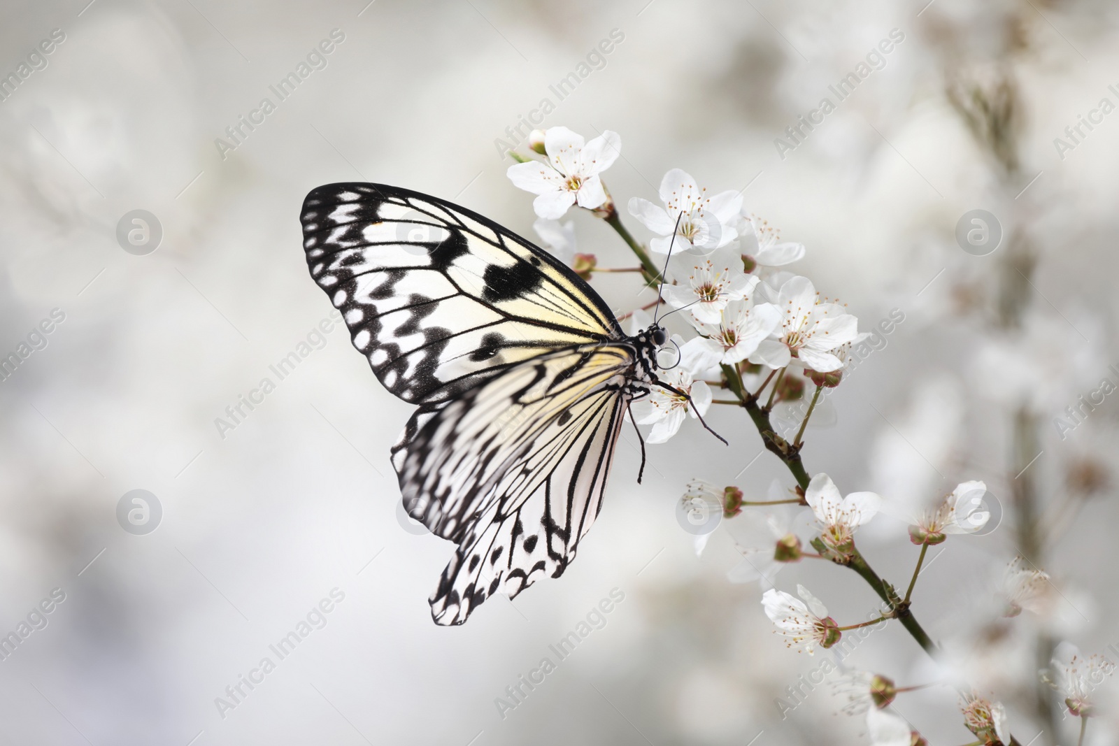 Image of Beautiful rice paper butterfly on blossoming tree branch, closeup