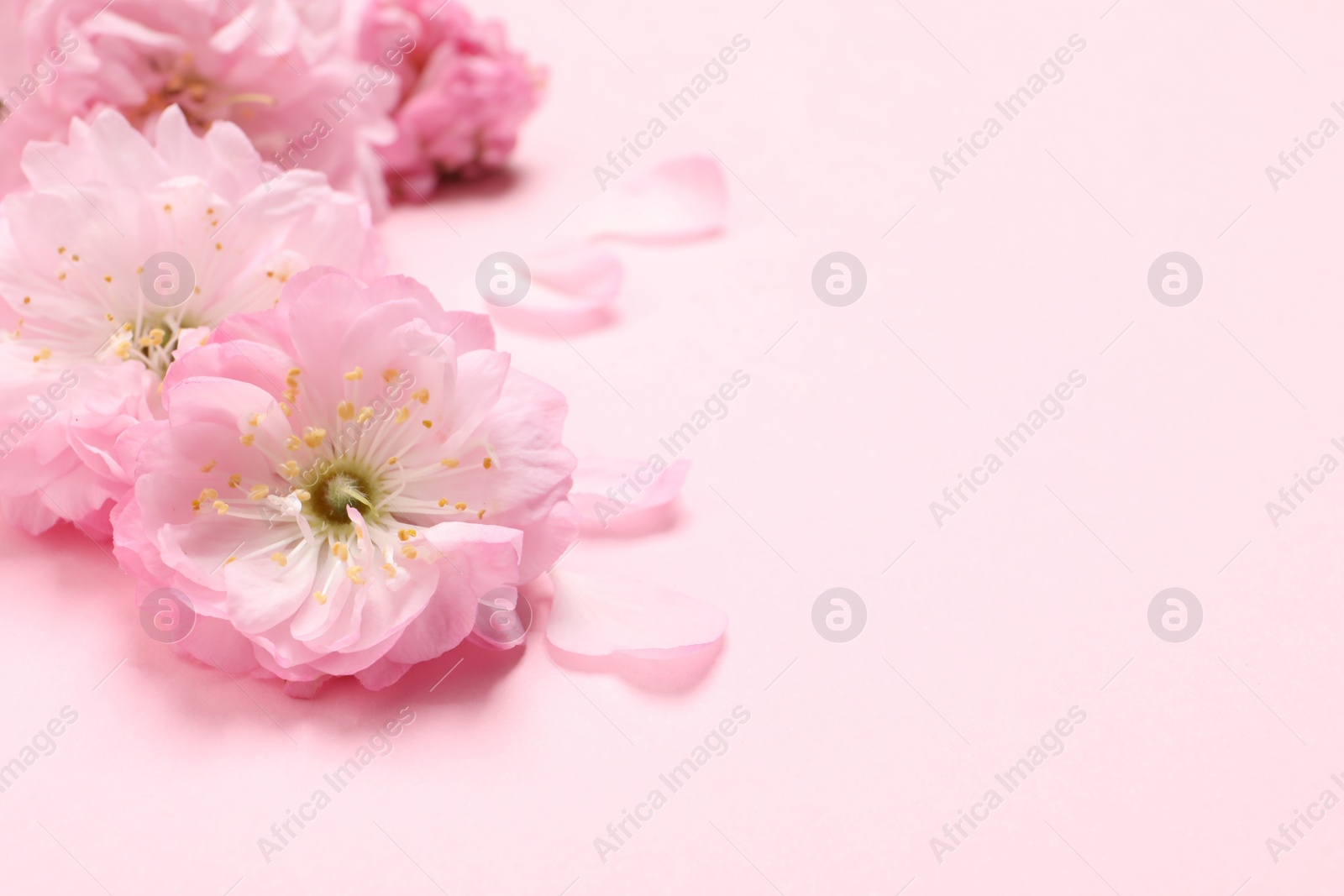 Photo of Beautiful sakura tree blossoms on pink background, closeup. Space for text