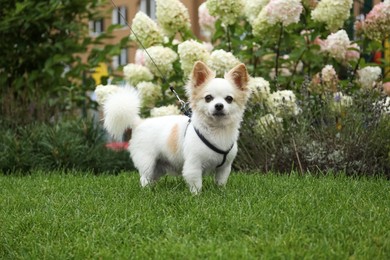 Cute Chihuahua on green grass in park. Dog walking