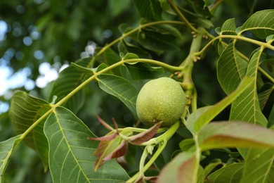 Photo of Green unripe walnut on tree branch outdoors, closeup
