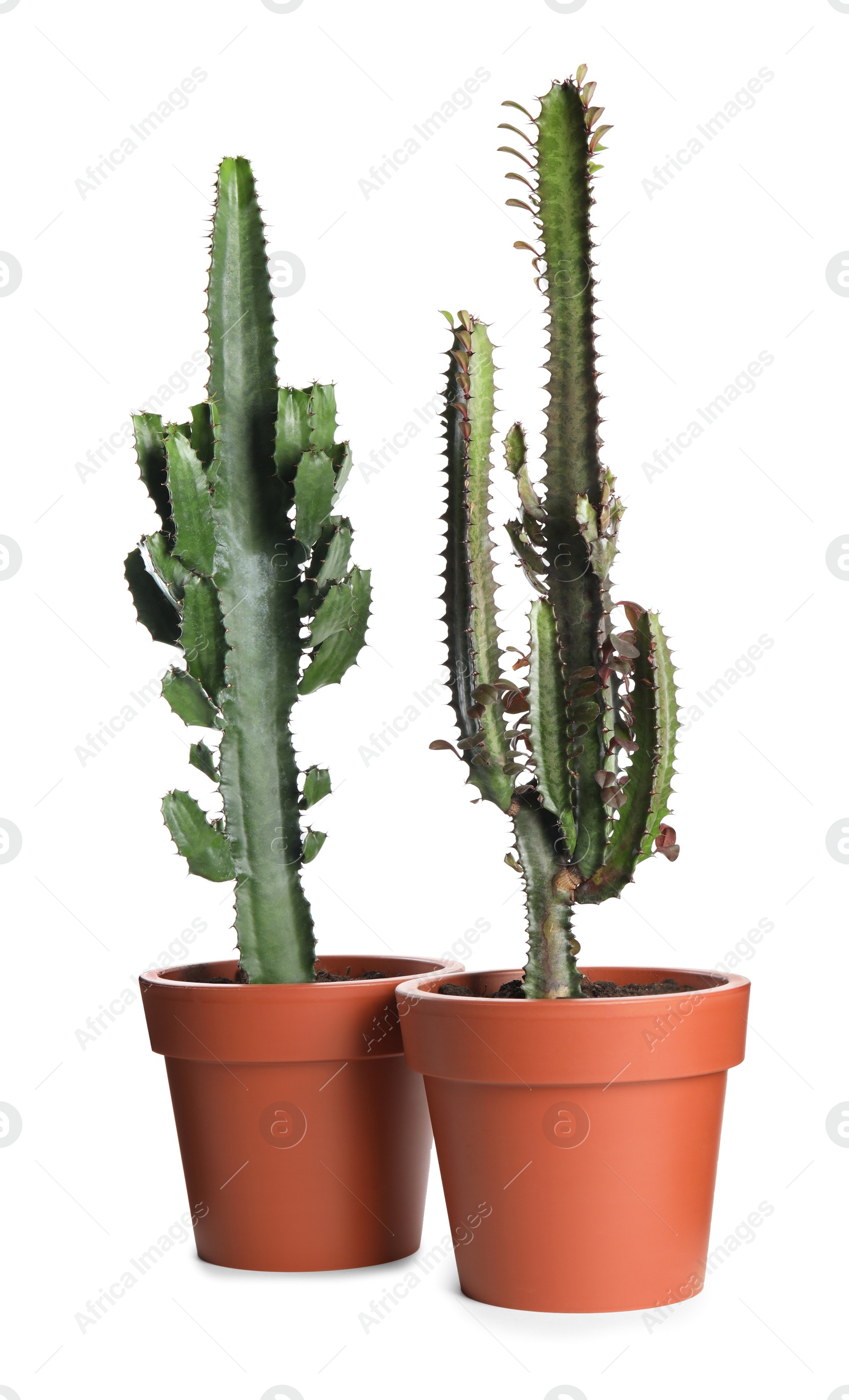 Photo of Beautiful cacti in pots on white background