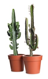 Photo of Beautiful cacti in pots on white background