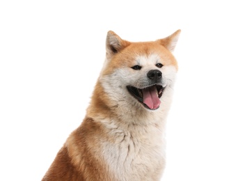 Photo of Cute Akita Inu dog isolated on white