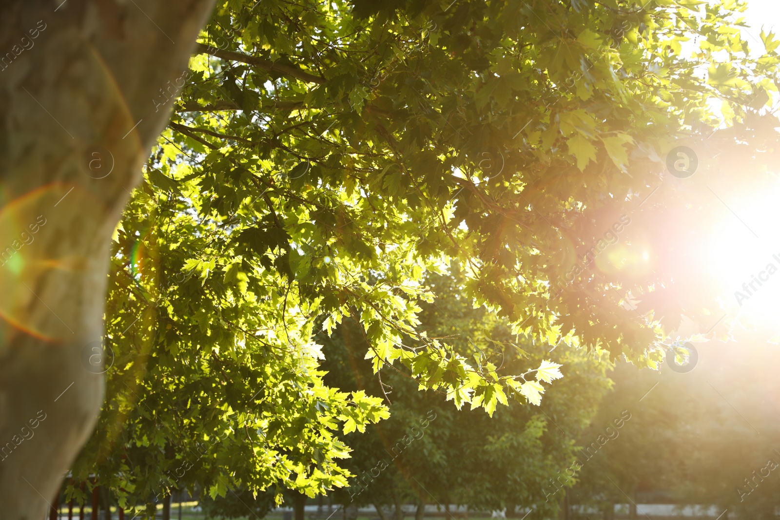 Photo of Beautiful tree with green leaves outdoors on sunny day