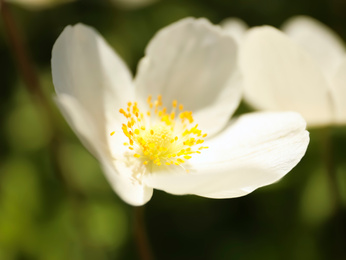 Photo of Beautiful blossoming Japanese anemone flower outdoors on spring day, closeup