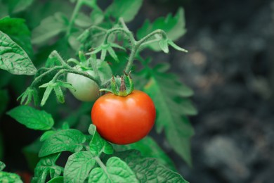 Delicious ripe tomato growing on green bush outdoors, closeup