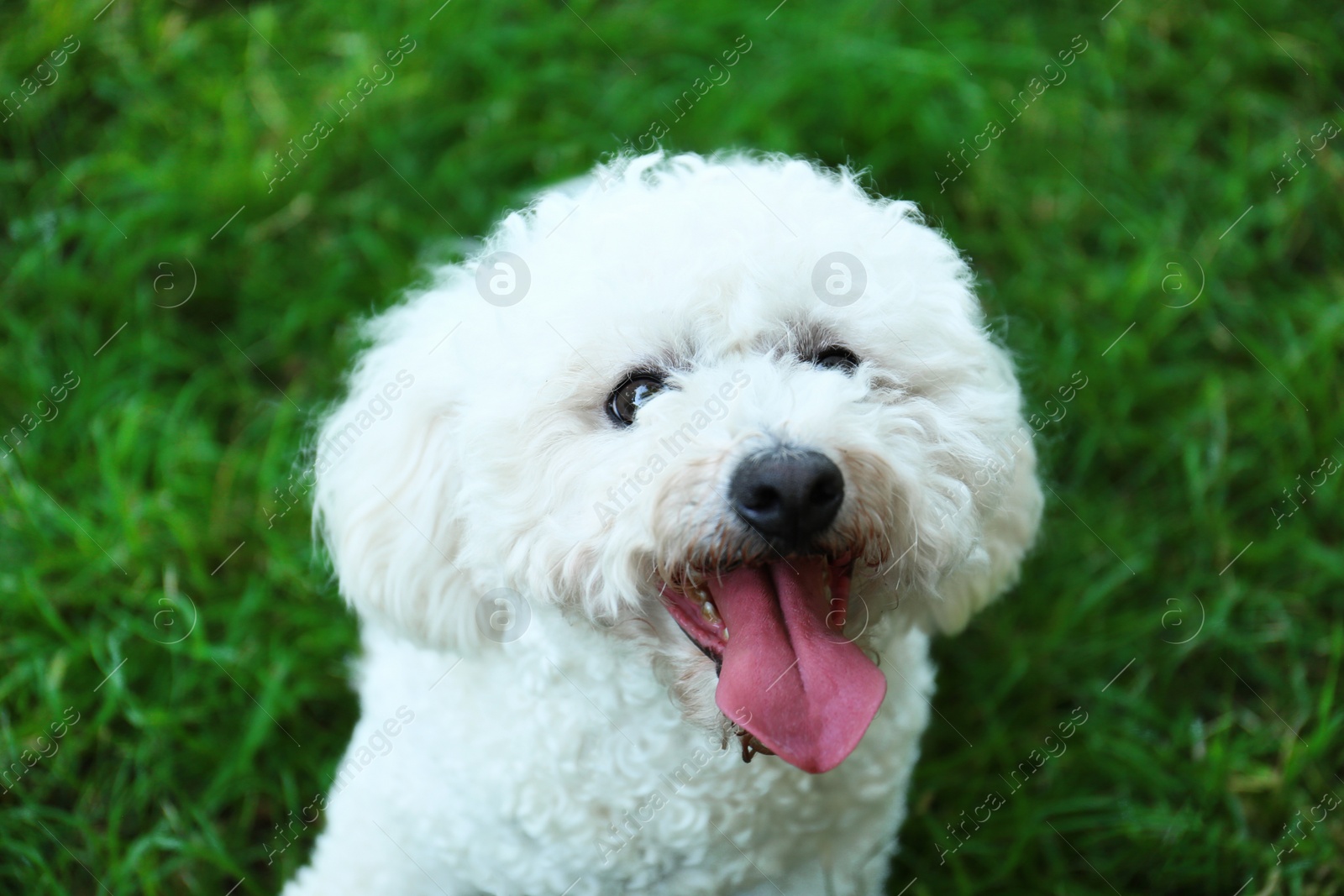 Photo of Cute fluffy Bichon Frise dog on green grass in park