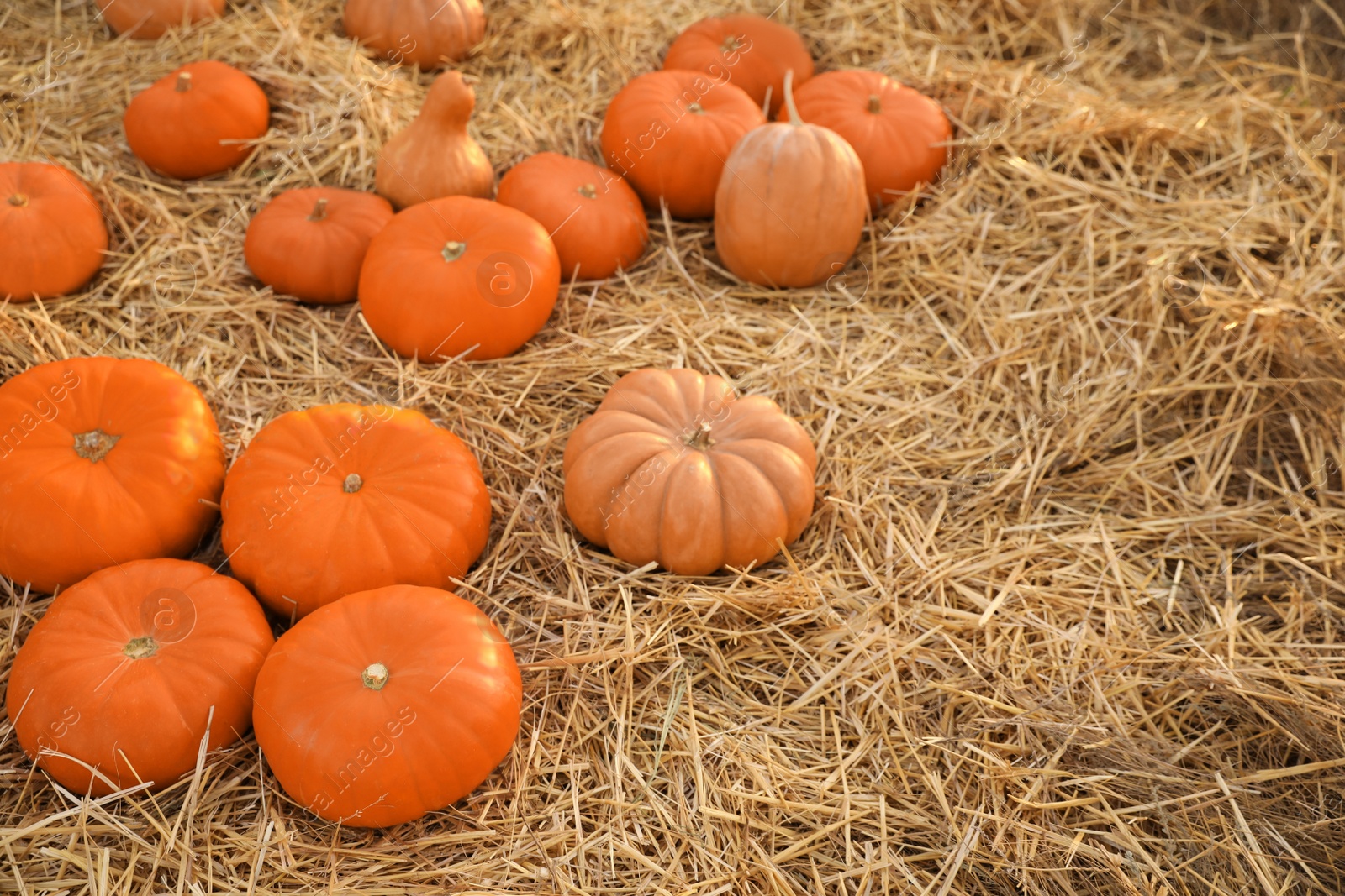 Photo of Ripe orange pumpkins among straw in field