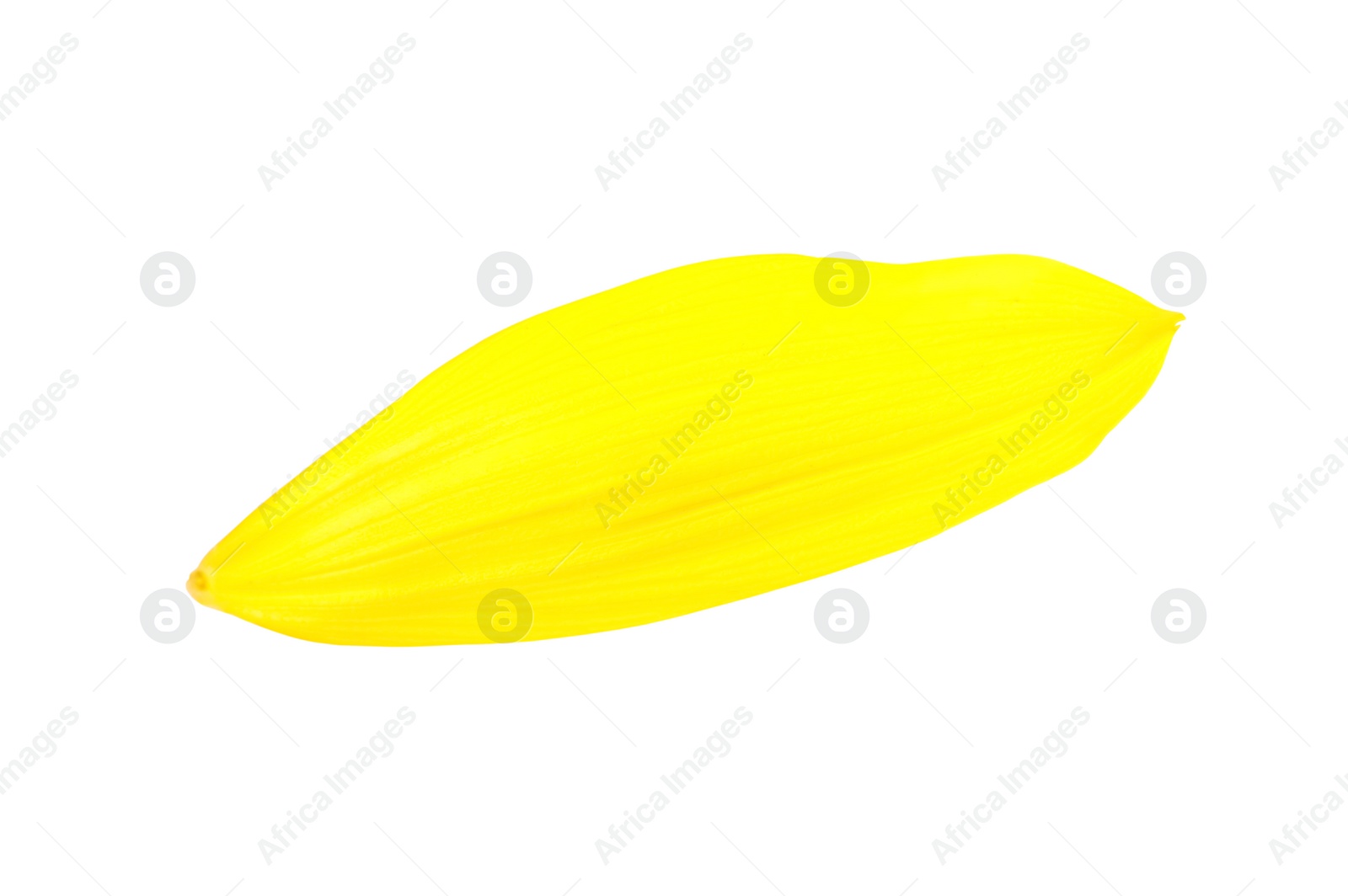 Photo of Fresh yellow sunflower petal isolated on white, top view